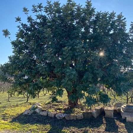 Trullo Della Selva Villa Alberobello Kültér fotó